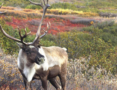 Beverly Herd Population Increasing
