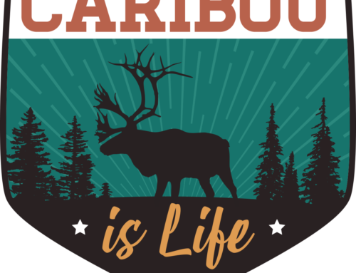 Caribou is Life: New 10-Year Management Plan Promotes Shared Responsibility