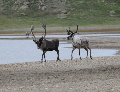 Caribou Management Board Given 10-year Mandate