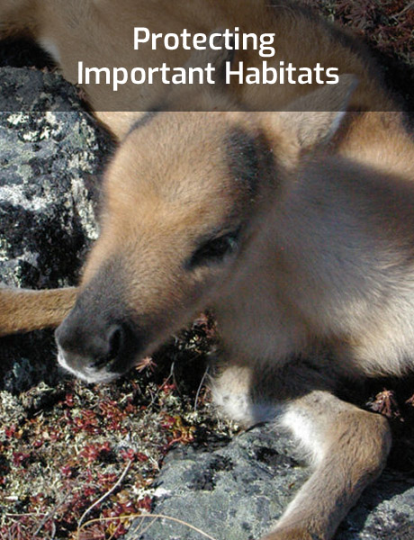 Issues-Protecting-Important-Habitats