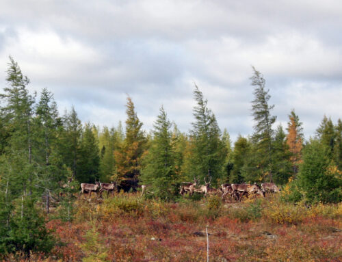News Release: Caribou Habitat Protection Needed for Herds’ recovery