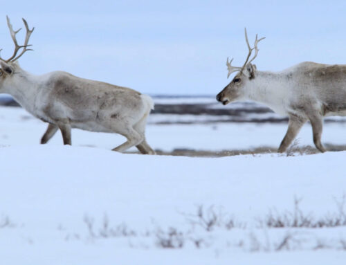 BQCMB Video Highlights Need for Caribou Habitat Protection